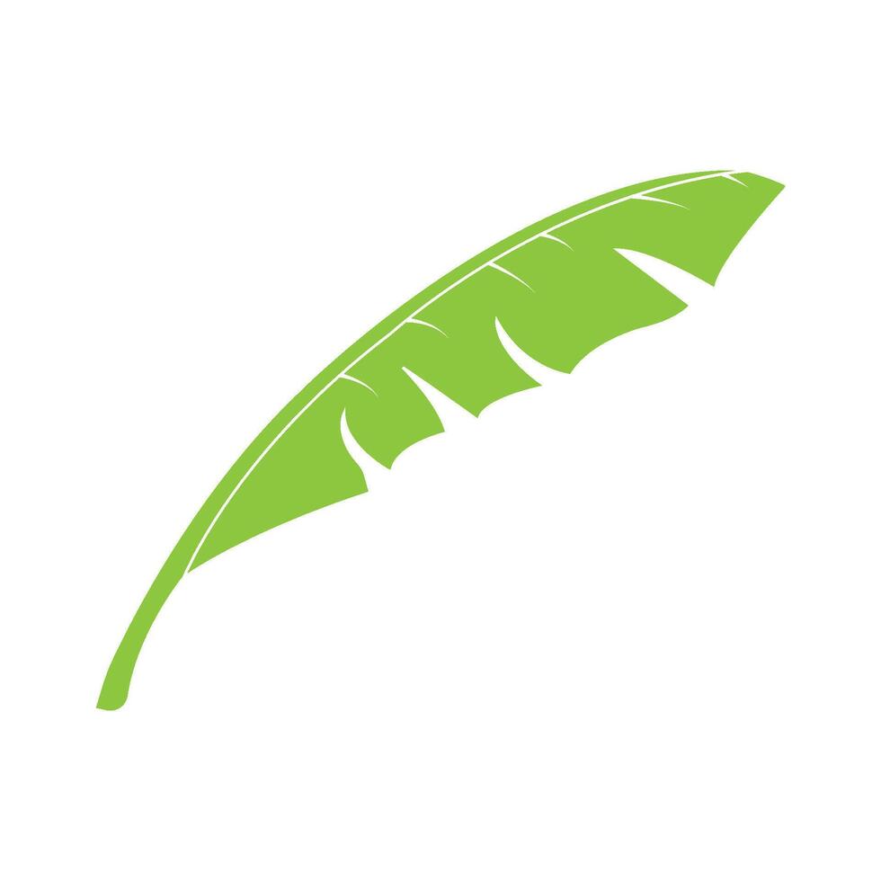 banana leaf design vector