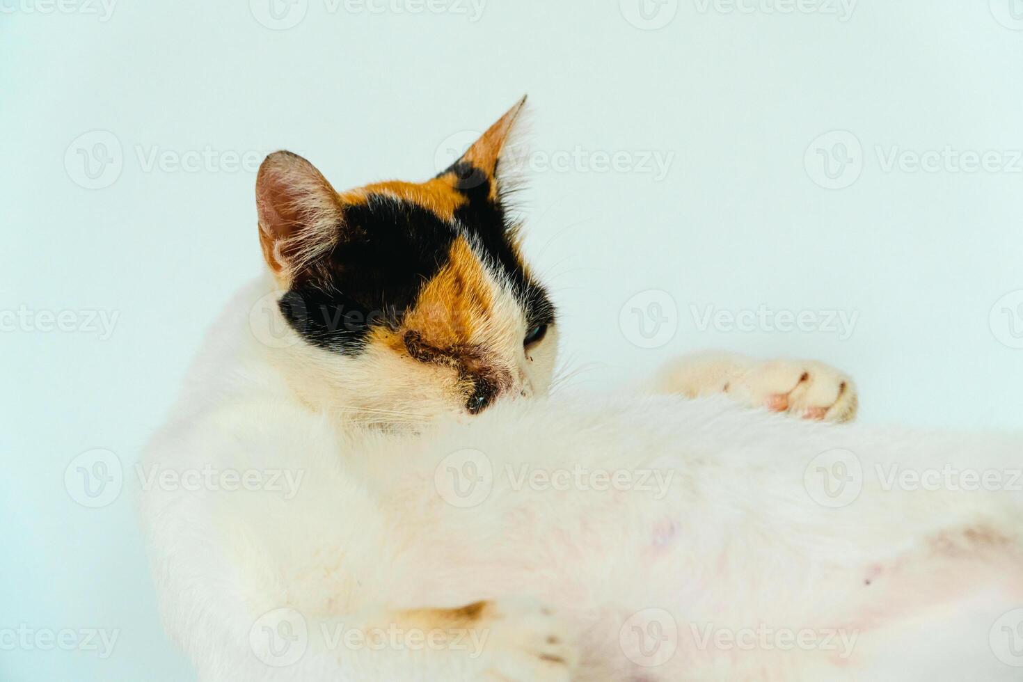 A 2 year old adult domestic cat with a wound over its right eye is relaxing on a white background. Close up image of a white cat with a pattern that is posing lazily and looks very relaxed and cute photo