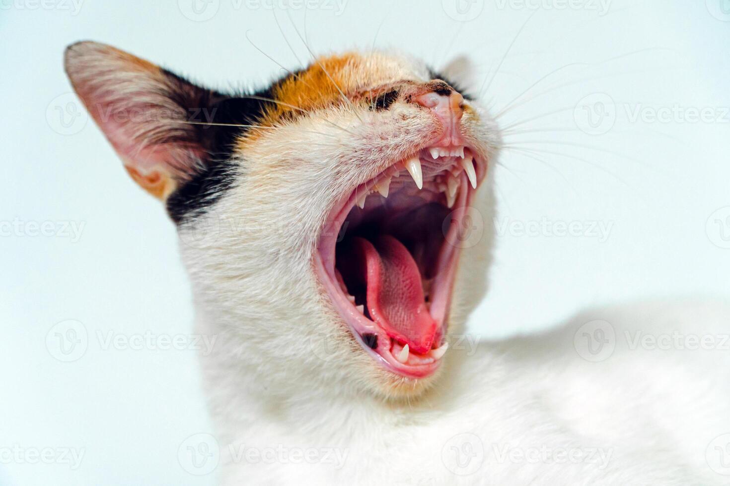 A 2 year old adult domestic cat with a wound over its right eye is relaxing on a white background. Close up image of a white cat with a pattern that is posing lazily and looks very relaxed and cute photo