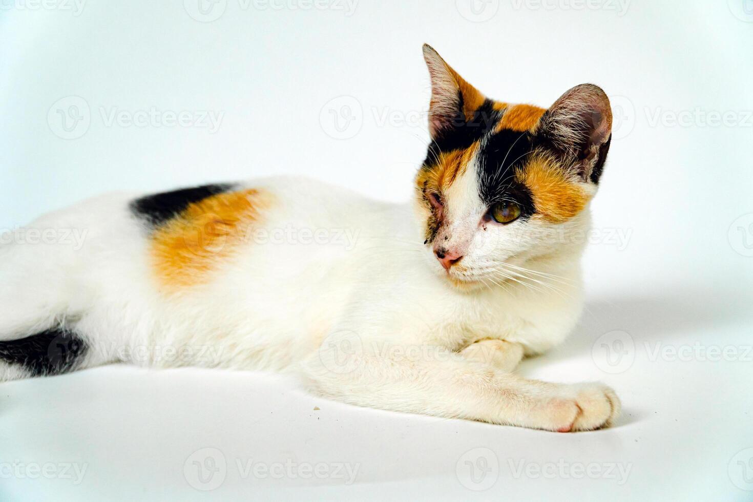 A 2 year old adult domestic cat with a wound over its right eye is relaxing on a white background. Close up image of a white cat with a pattern that is posing lazily and looks very relaxed and cute photo