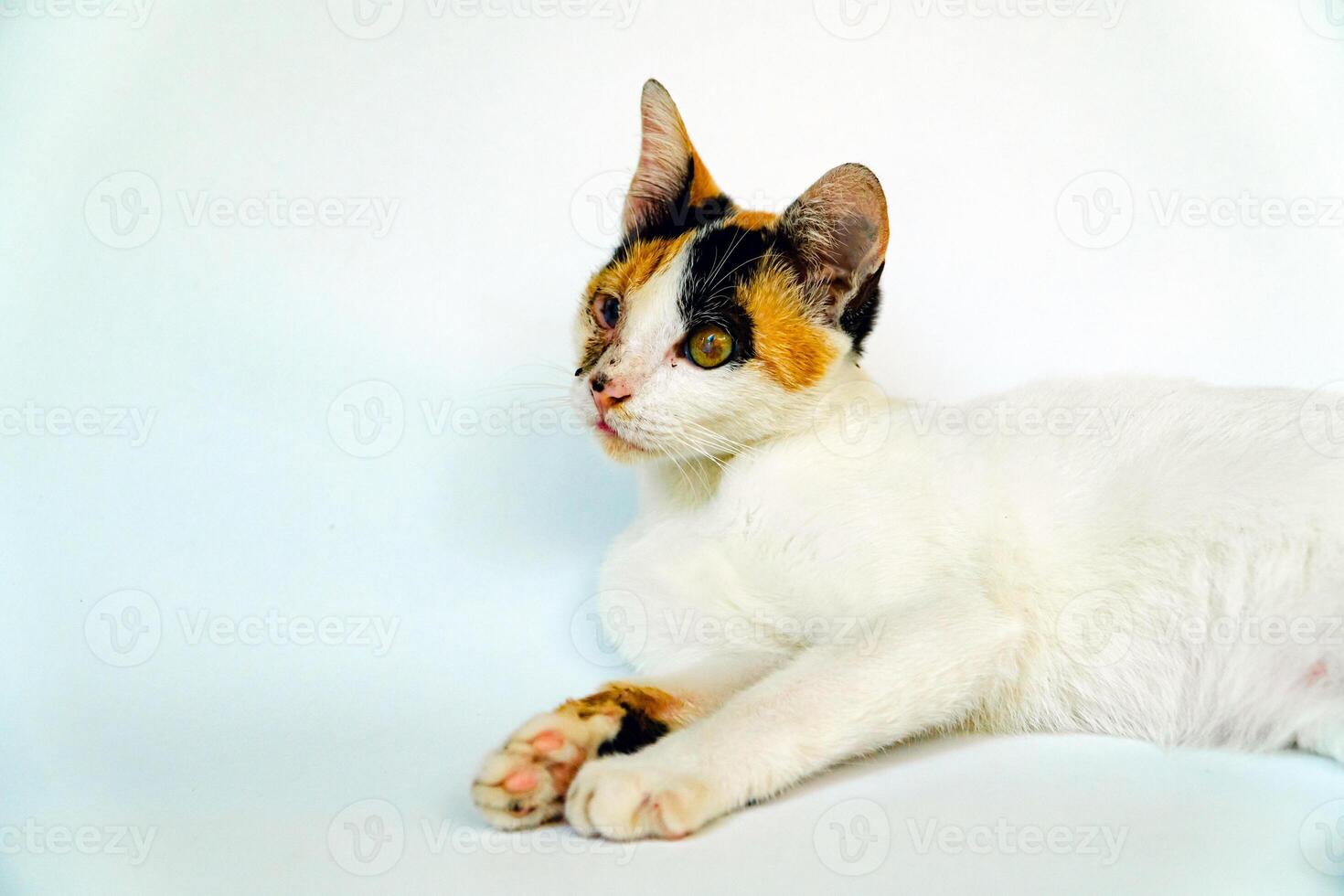 A 2 year old adult domestic cat with a wound over its right eye is relaxing on a white background. Close up image of a white cat with a pattern that is posing lazily and looks very relaxed and cute photo