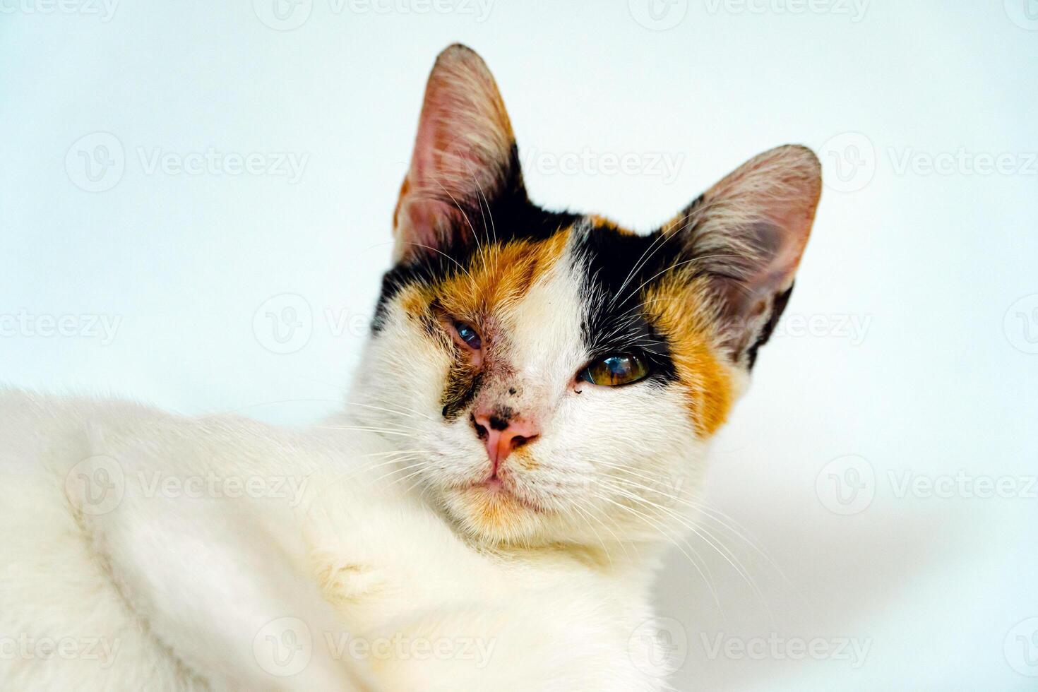 A 2 year old adult domestic cat with a wound over its right eye is relaxing on a white background. Close up image of a white cat with a pattern that is posing lazily and looks very relaxed and cute photo