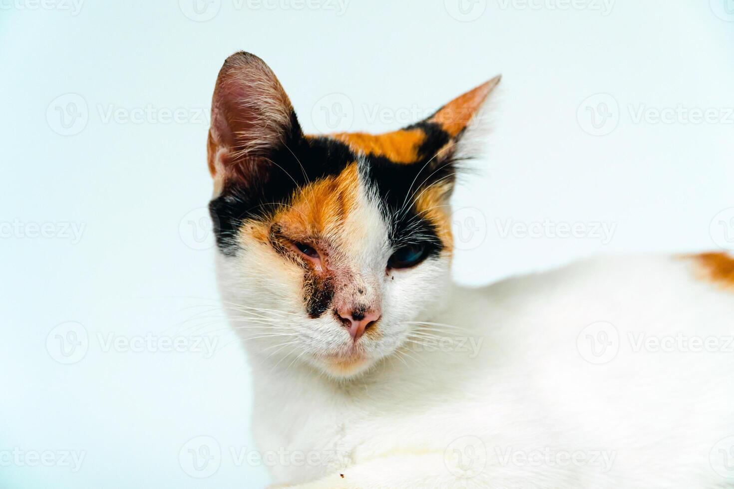 A 2 year old adult domestic cat with a wound over its right eye is relaxing on a white background. Close up image of a white cat with a pattern that is posing lazily and looks very relaxed and cute photo