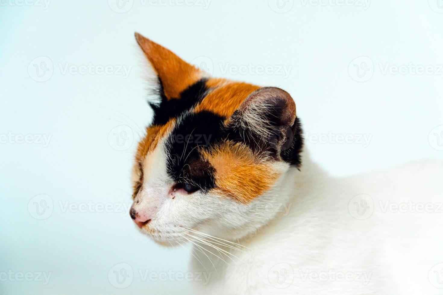 A 2 year old adult domestic cat with a wound over its right eye is relaxing on a white background. Close up image of a white cat with a pattern that is posing lazily and looks very relaxed and cute photo