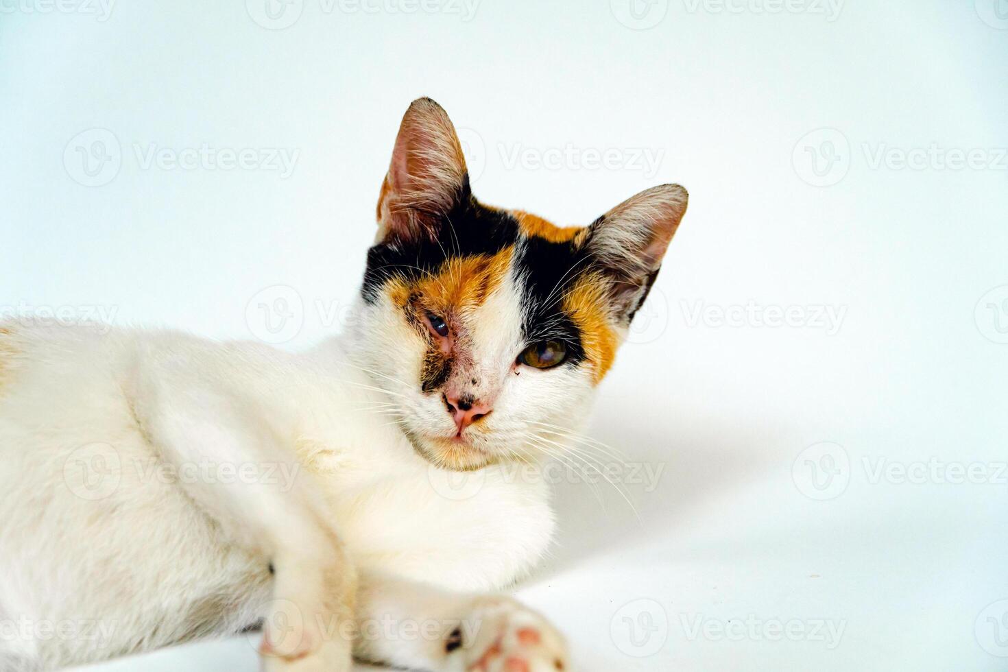 A 2 year old adult domestic cat with a wound over its right eye is relaxing on a white background. Close up image of a white cat with a pattern that is posing lazily and looks very relaxed and cute photo