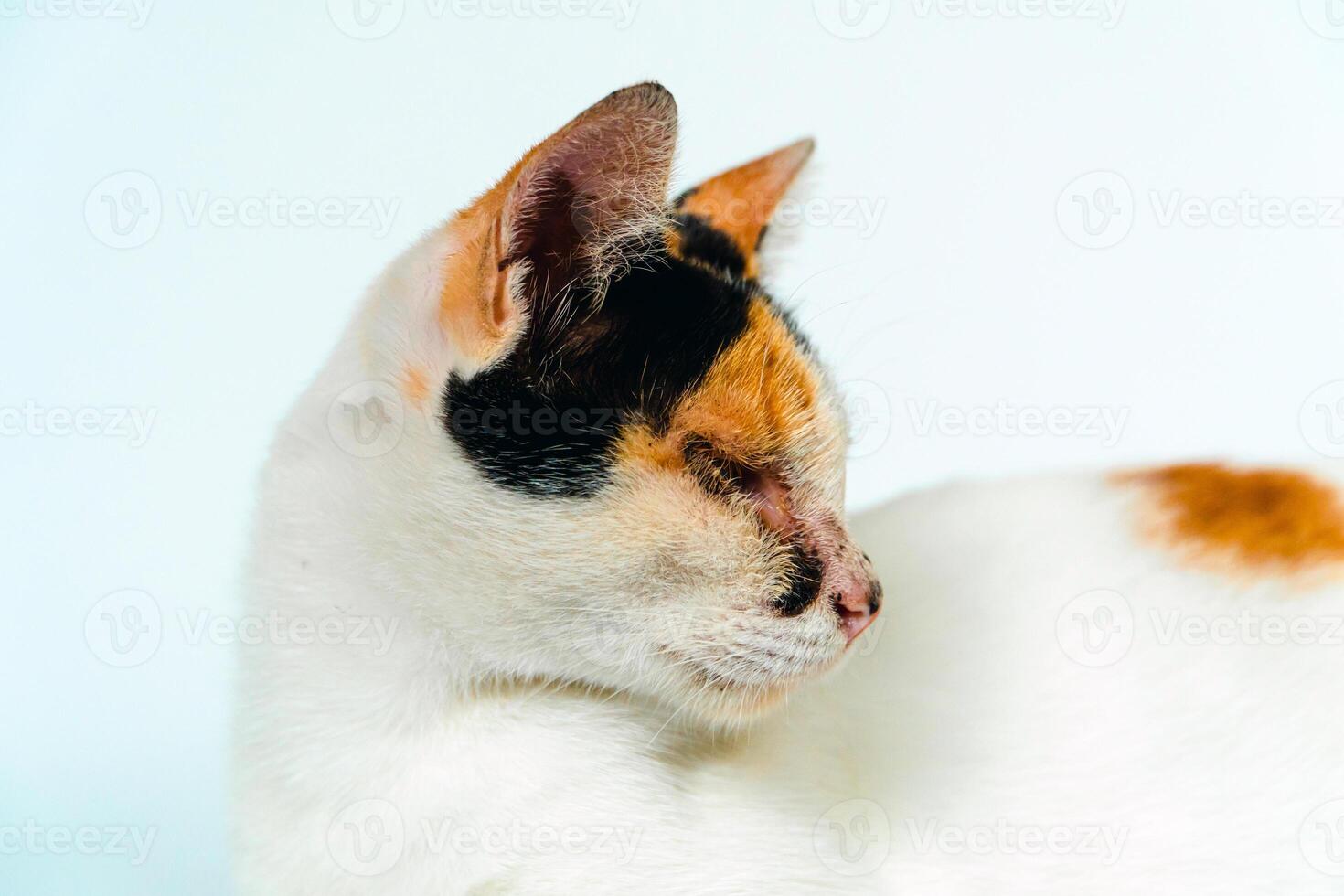A 2 year old adult domestic cat with a wound over its right eye is relaxing on a white background. Close up image of a white cat with a pattern that is posing lazily and looks very relaxed and cute photo