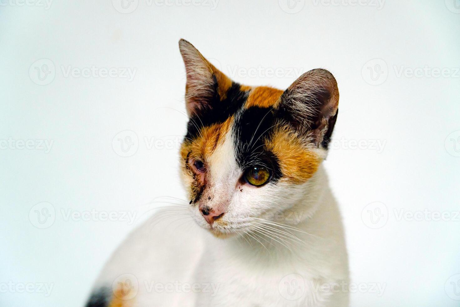 A 2 year old adult domestic cat with a wound over its right eye is relaxing on a white background. Close up image of a white cat with a pattern that is posing lazily and looks very relaxed and cute photo