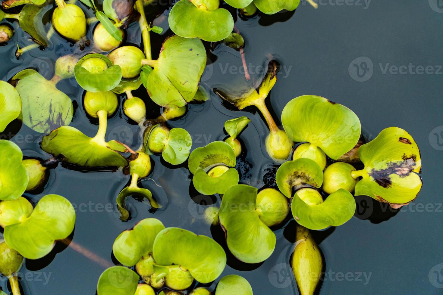 Green leaf water hyacinth plants floating and moving on the surface of the water in a wide canal. The water hyacinth plants are so numerous that they almost cover the entire surface of the water canal photo