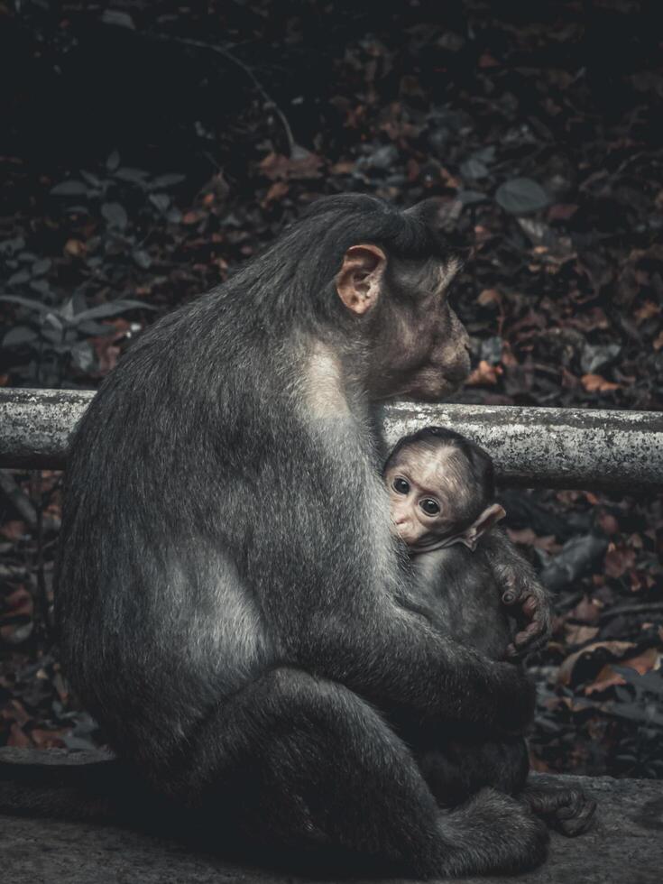 bonnet macaques- he bonnet macaque, also known as zati, is a species of macaque endemic to southern India. photo