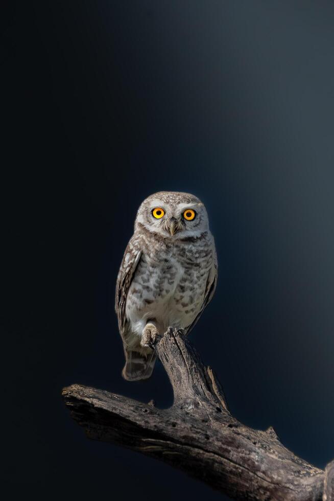 Close-up portrait of owl perching on branch against black background photo