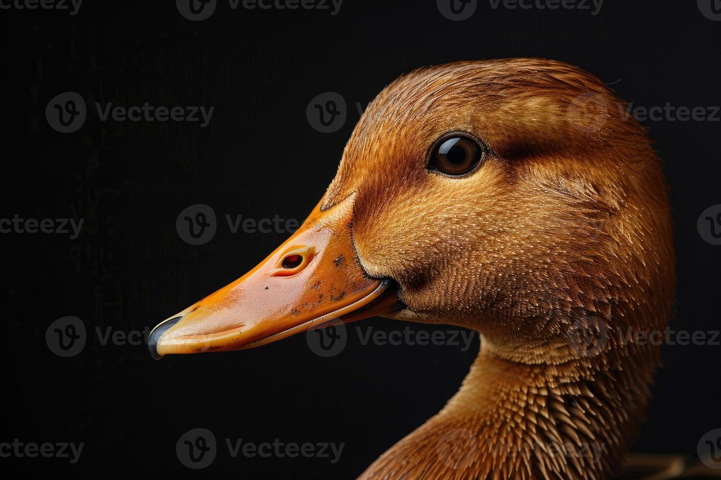 Close-up portrait of a duck with dark background photo