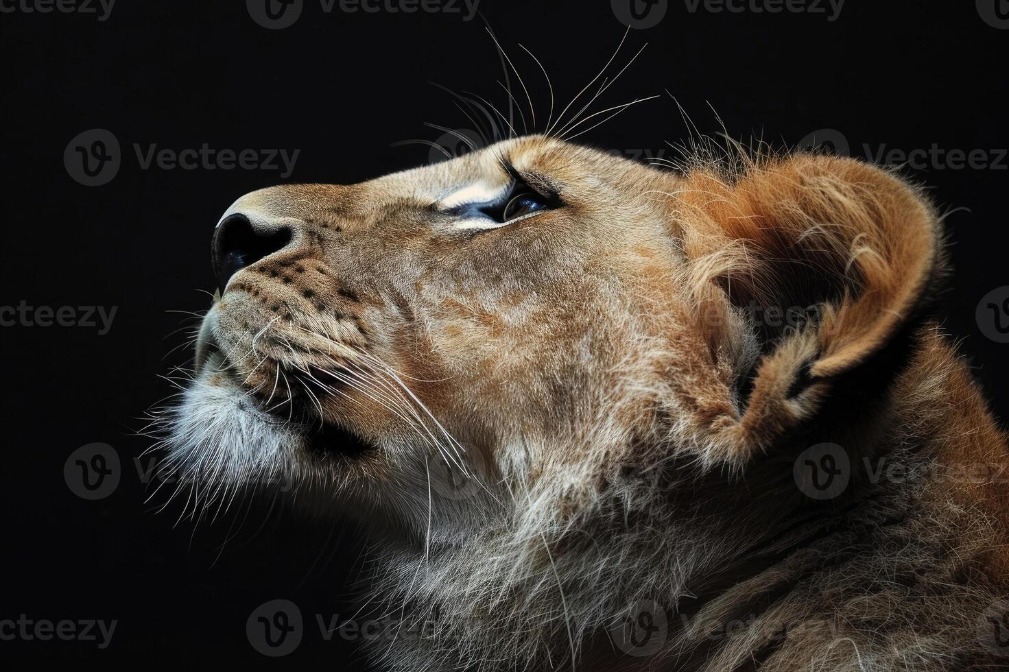 Magnificent lion gazing into the distance in profile against black background. photo