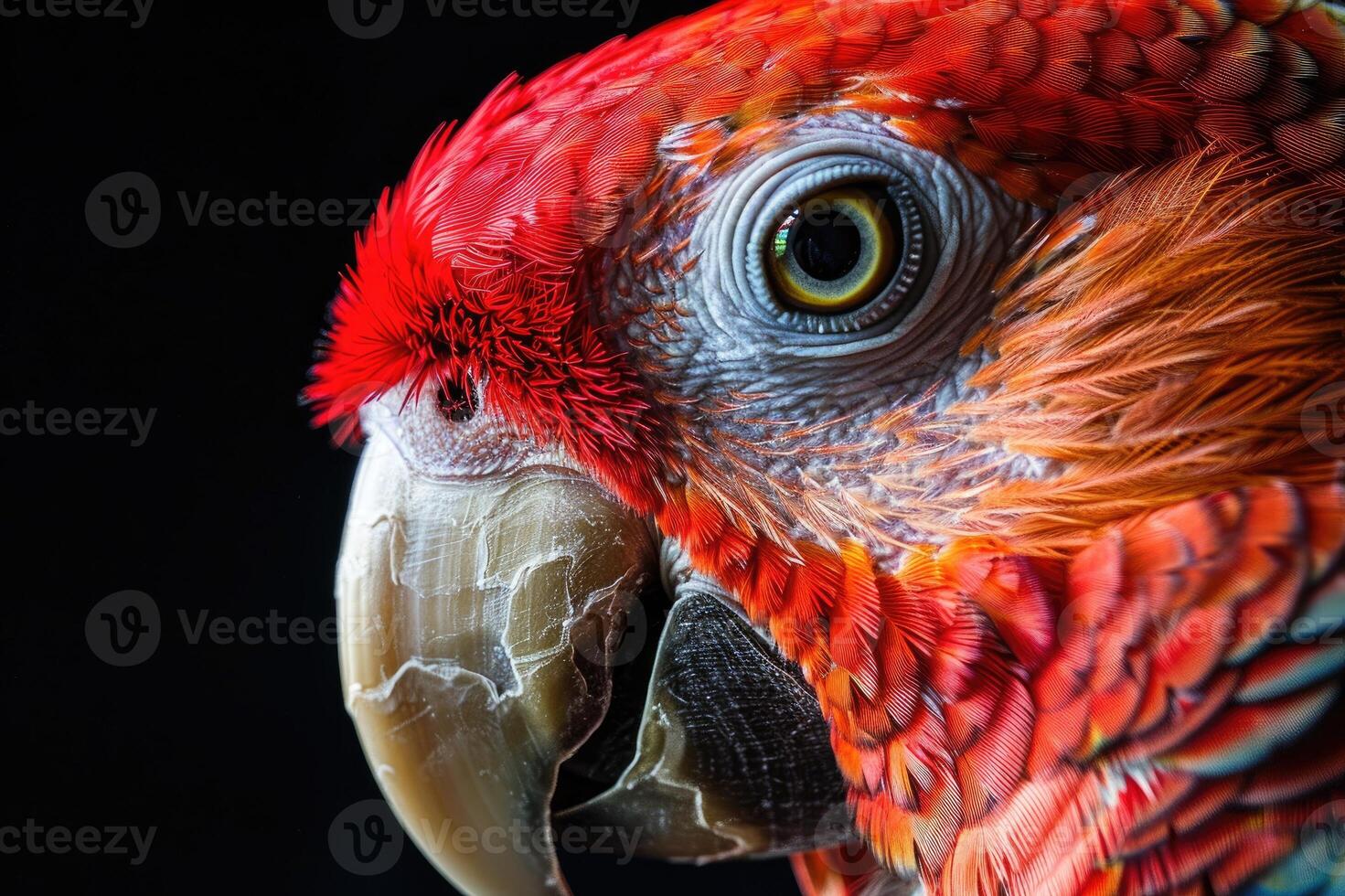 Parrot with colorful feathers in profile view against black background. photo