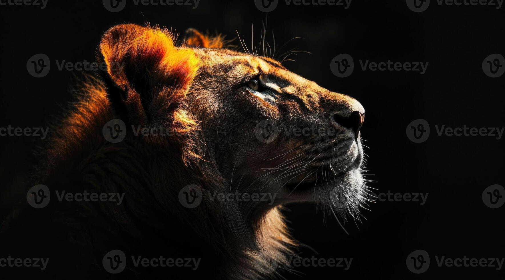 Magnificent lion gazing into the distance in profile against black background. photo