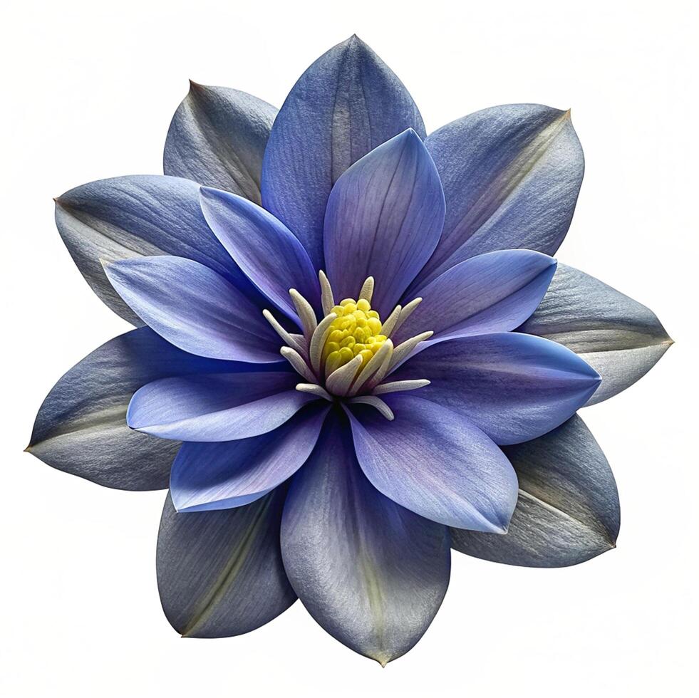 Realistic High Quality Beautiful Flower Isolated photo