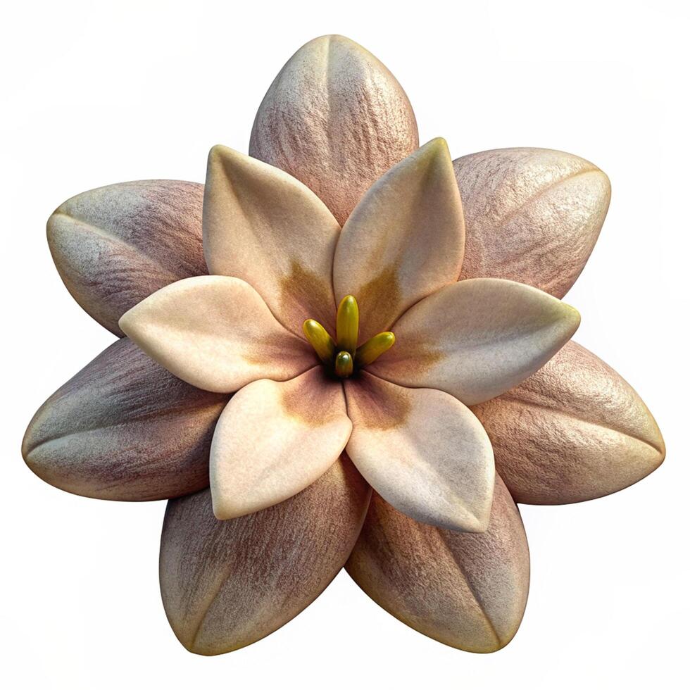Realistic High Quality Beautiful Flower Isolated photo
