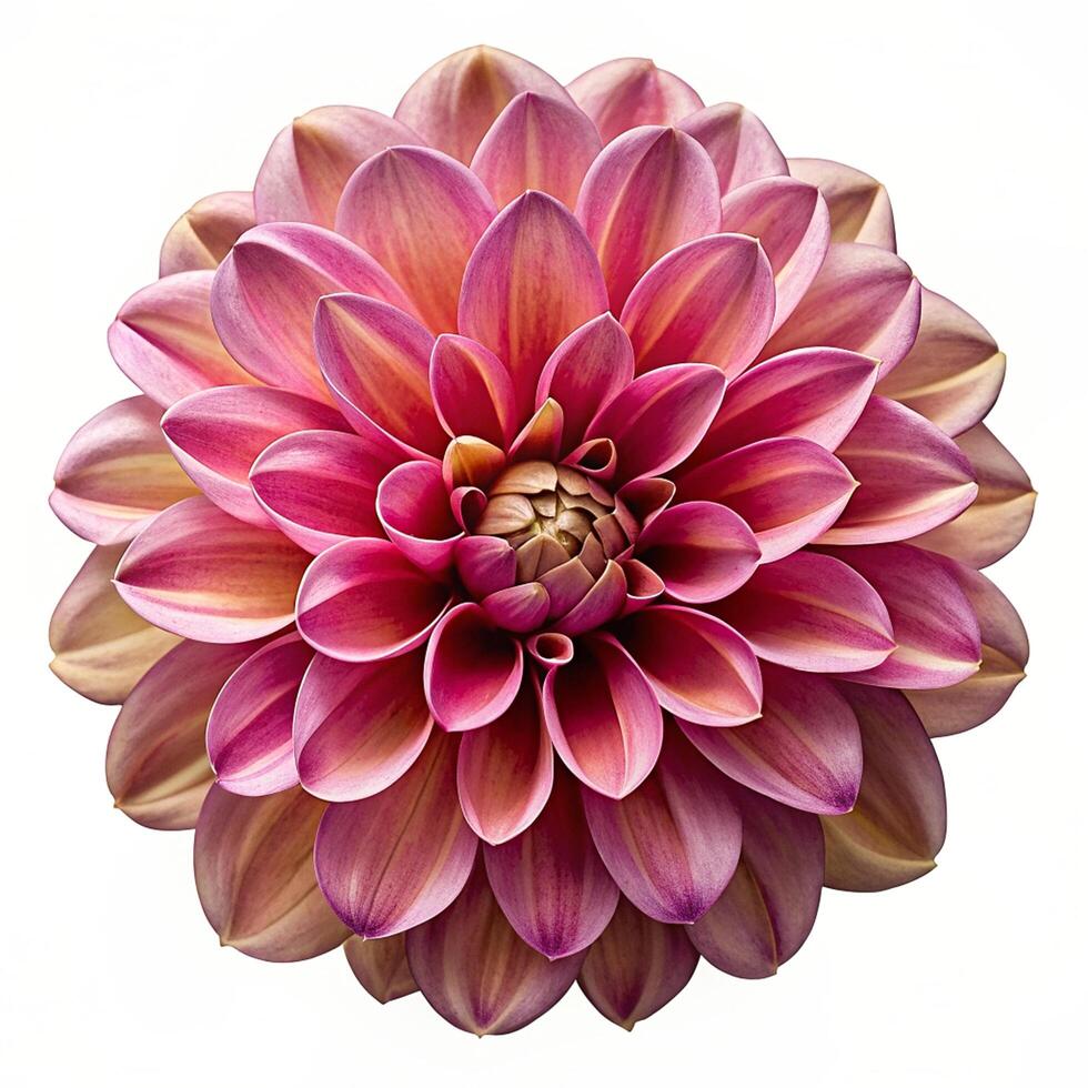 Realistic High Quality Beautiful Flower Isolated photo