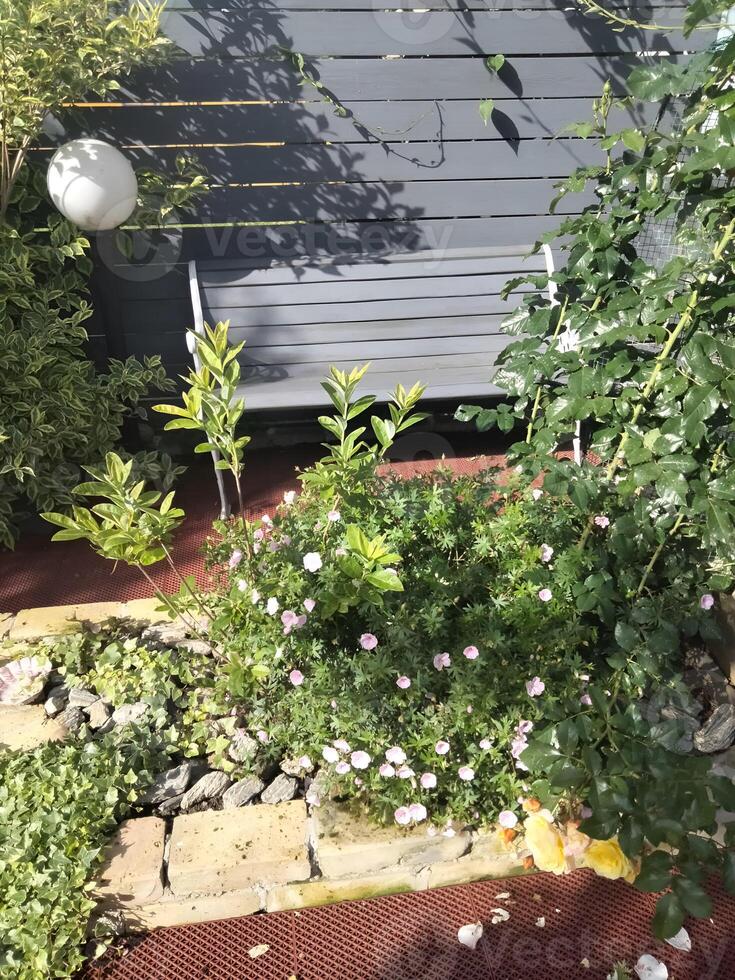 In the background, there is a bench and flowers in a garden photo