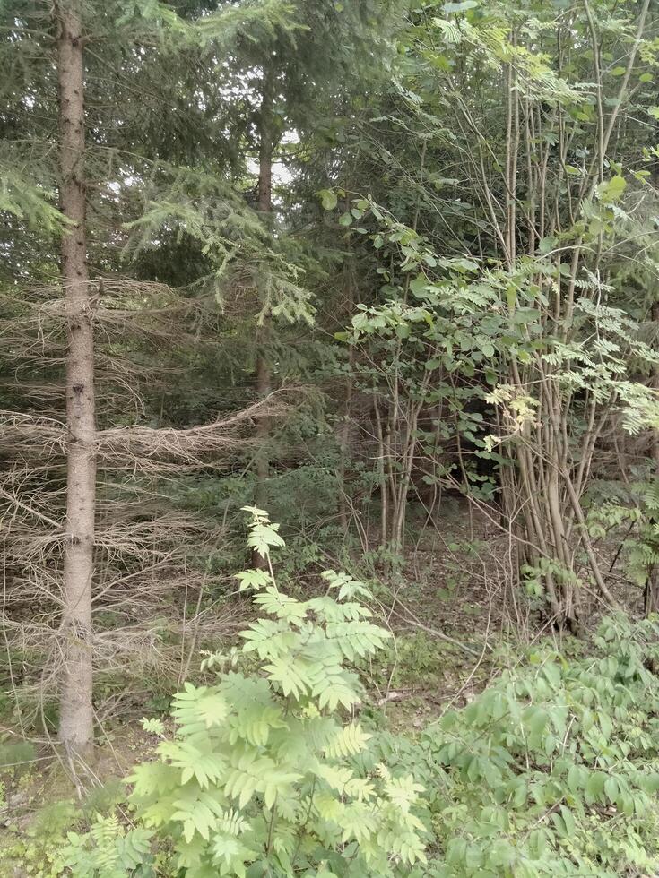 A lush forest brimming with numerous trees and shrubs photo