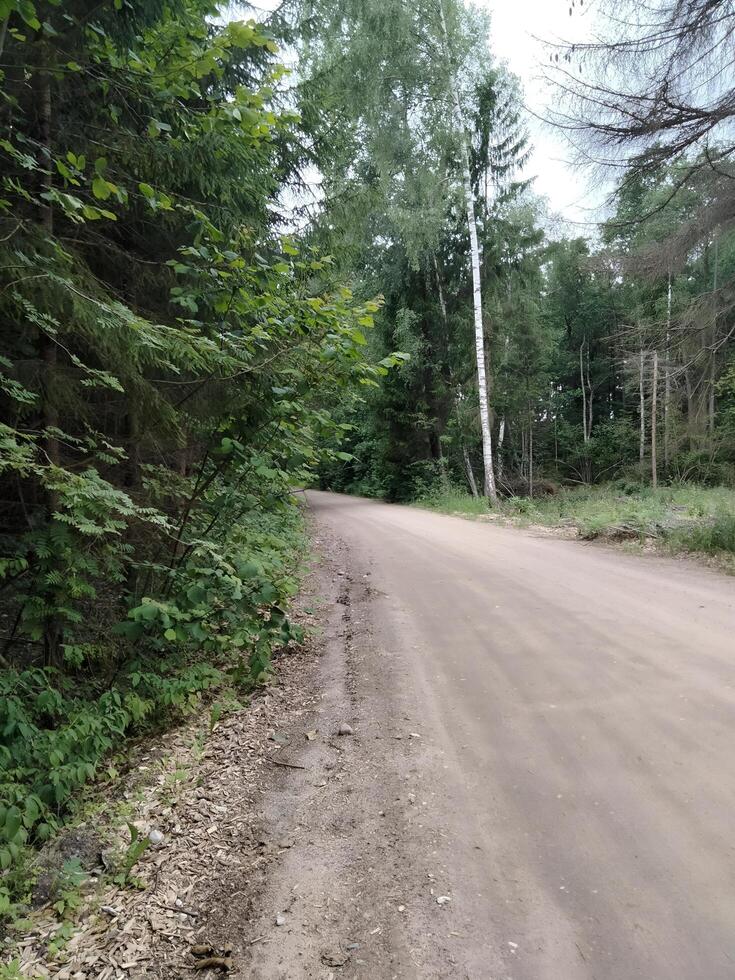 A dirt road runs through a dense forest with trees lining both sides photo