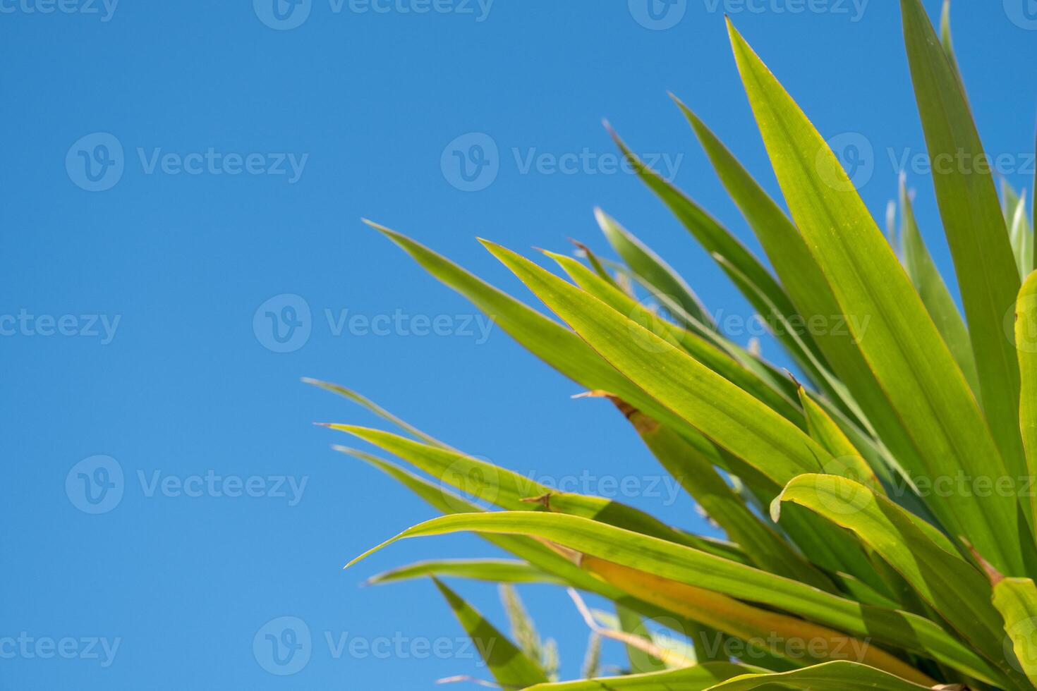palm trees on the background on sky background photo