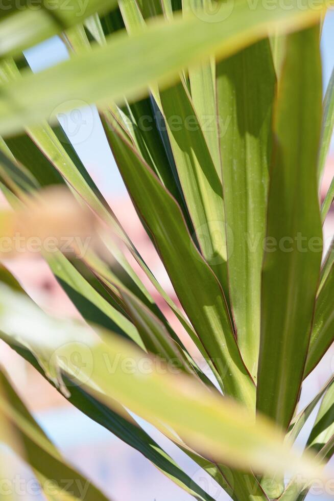 palm trees on the background on sky background photo