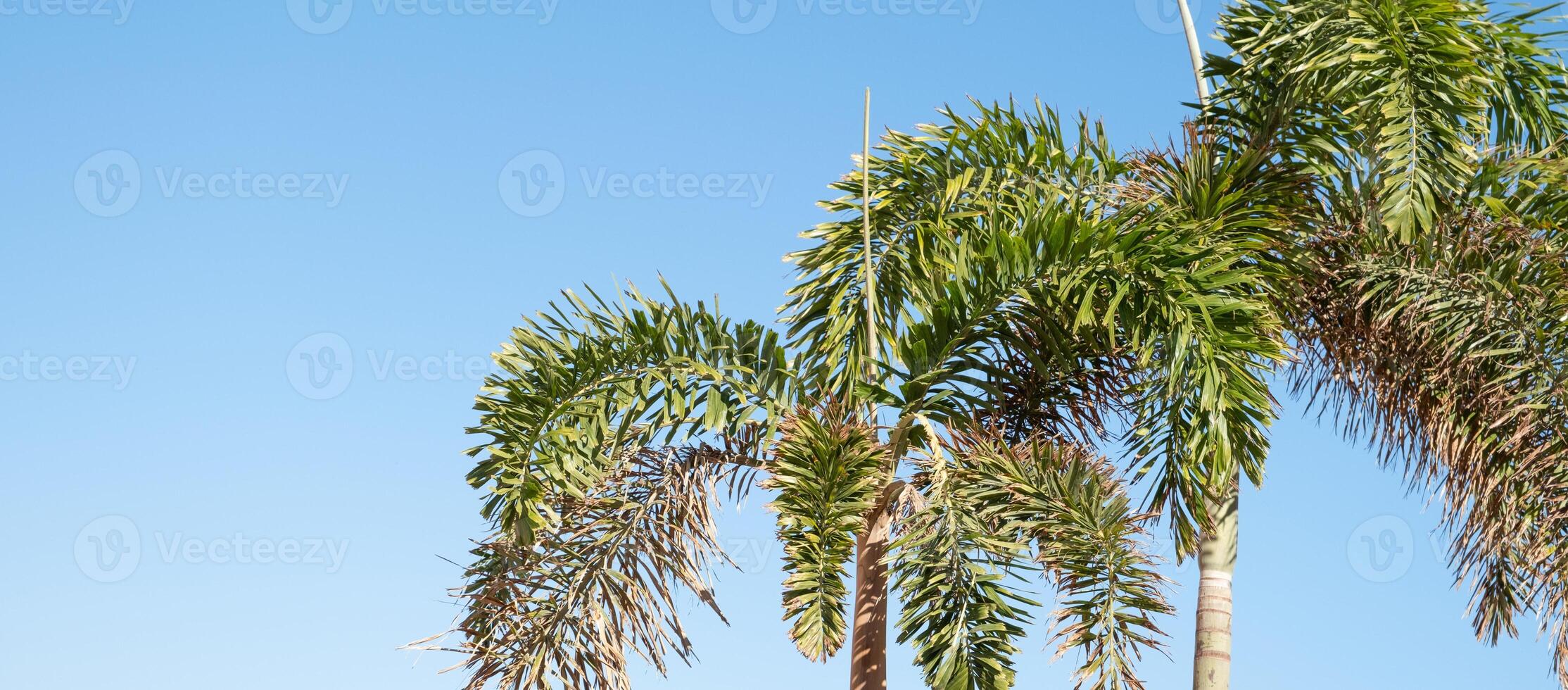 palm trees on the background on sky background photo