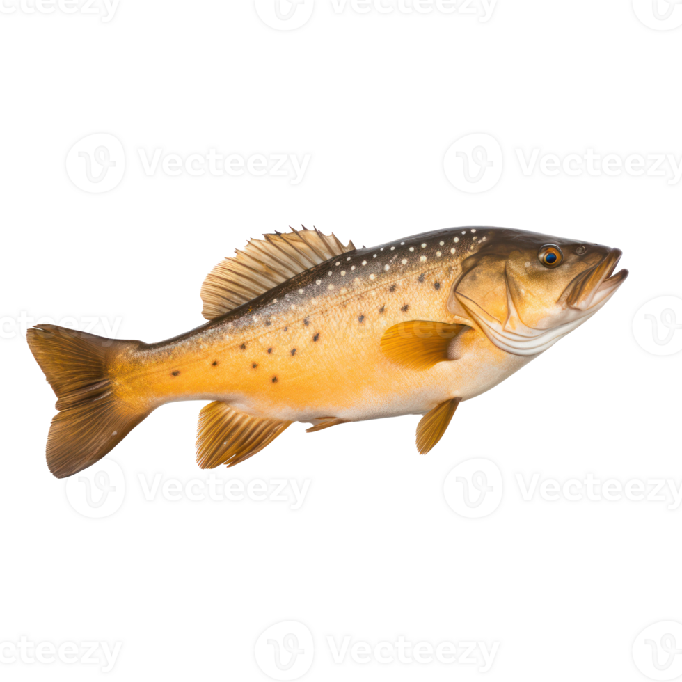 a brown trout on a transparent background png