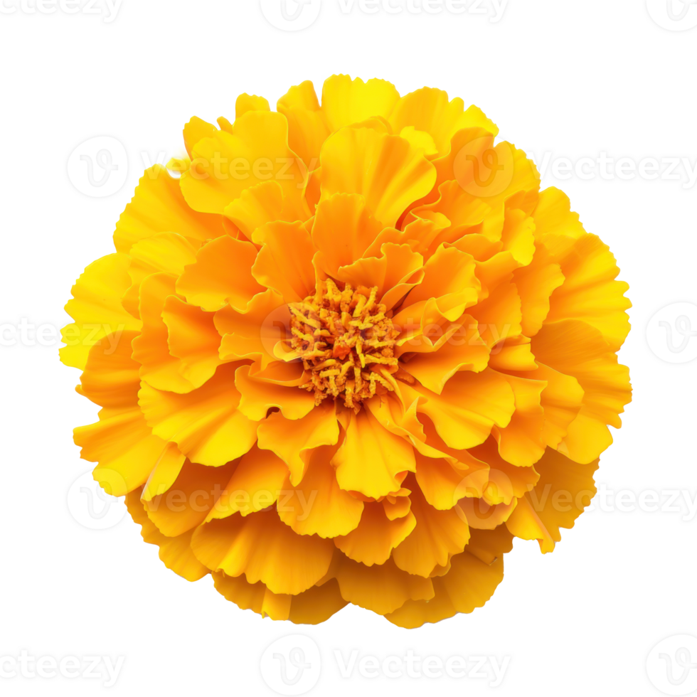 yellow flower on transparent background png
