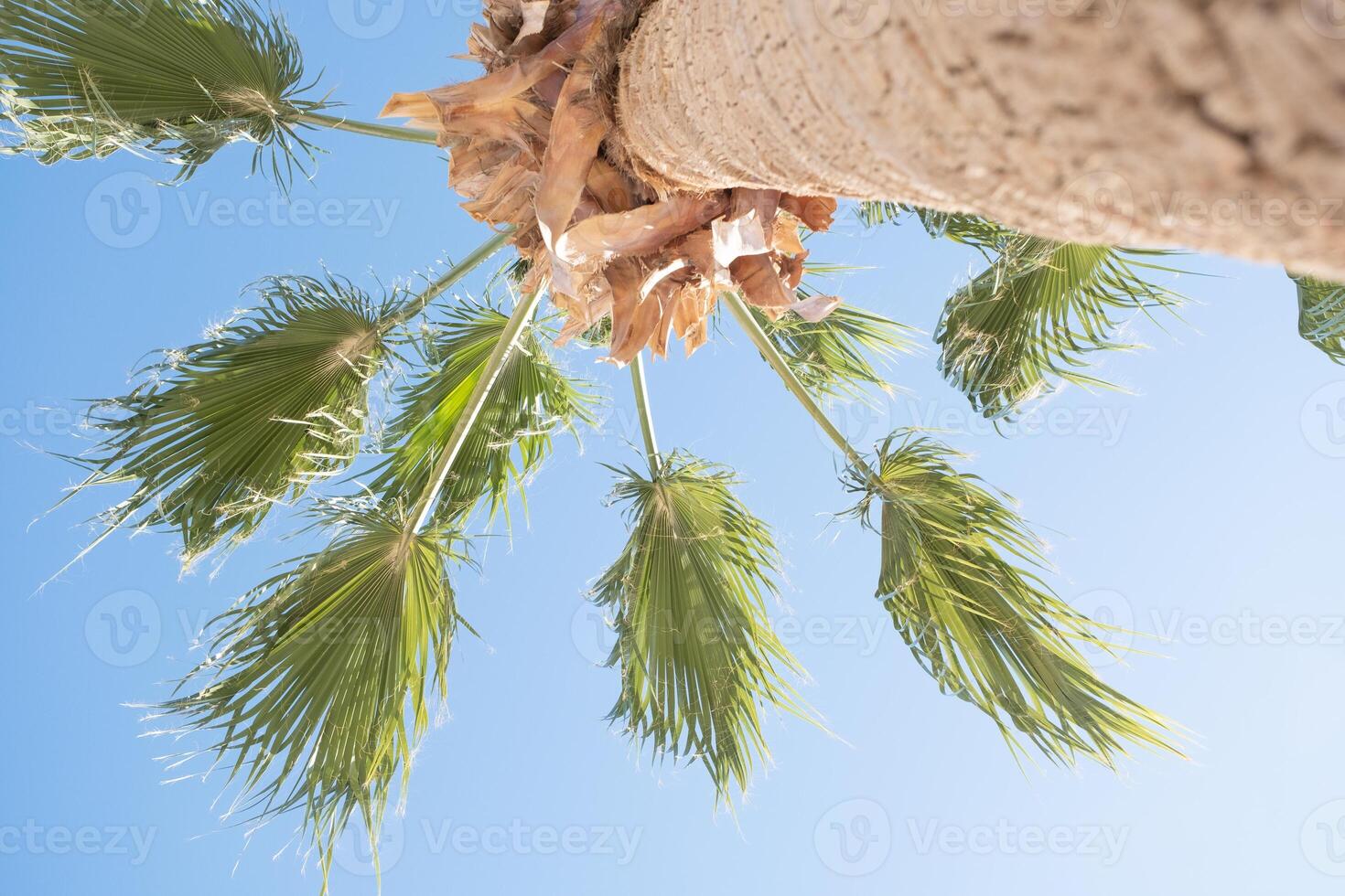 palm trees on the background on sky background photo