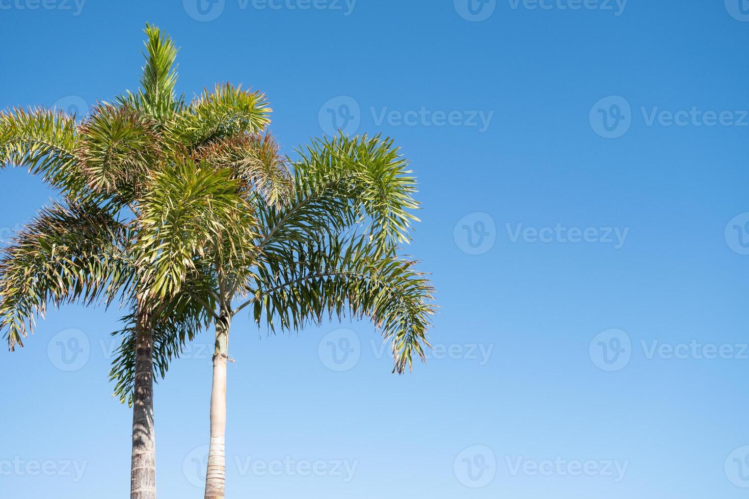 palm trees on the background on sky background photo