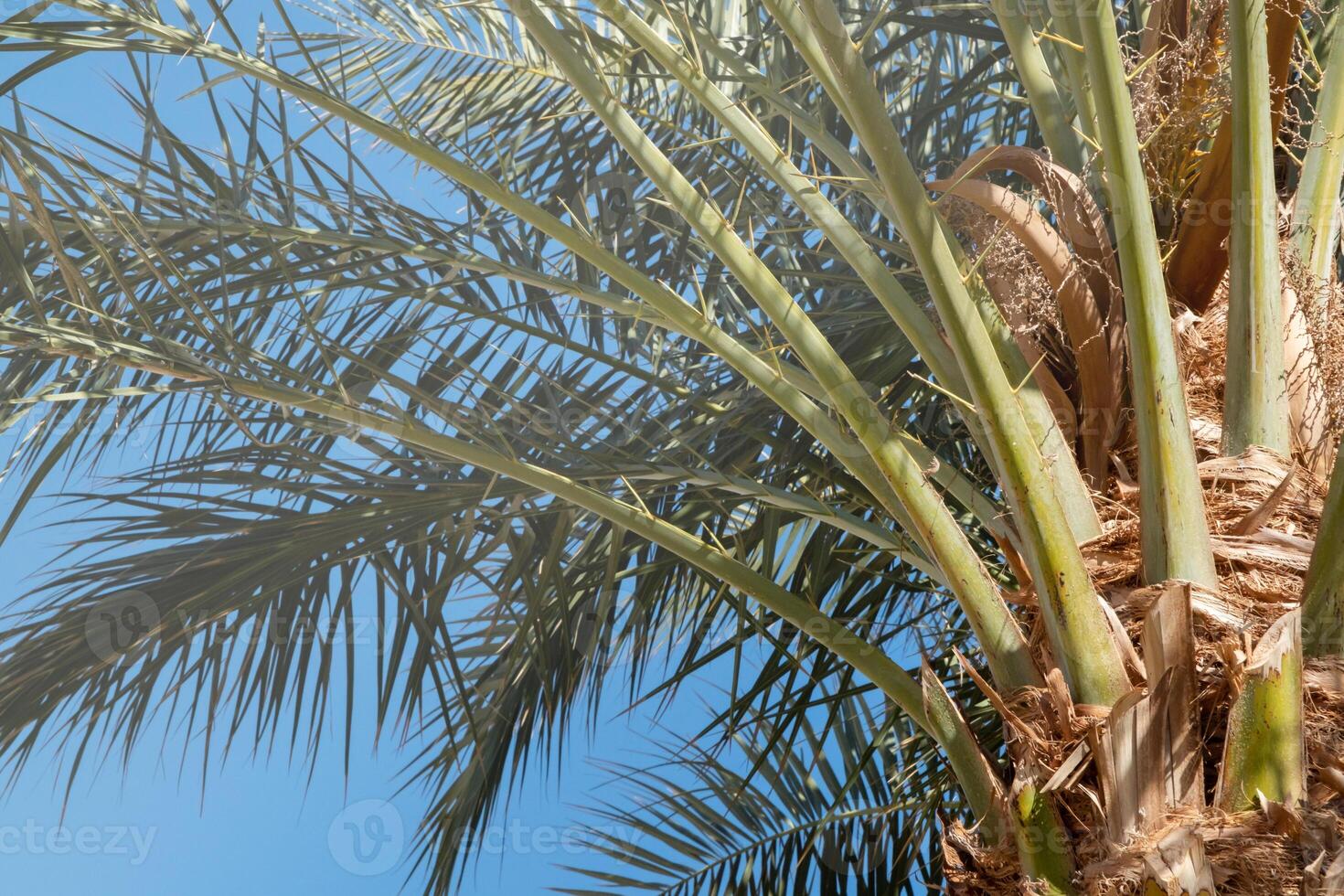 palm trees on the background on sky background photo