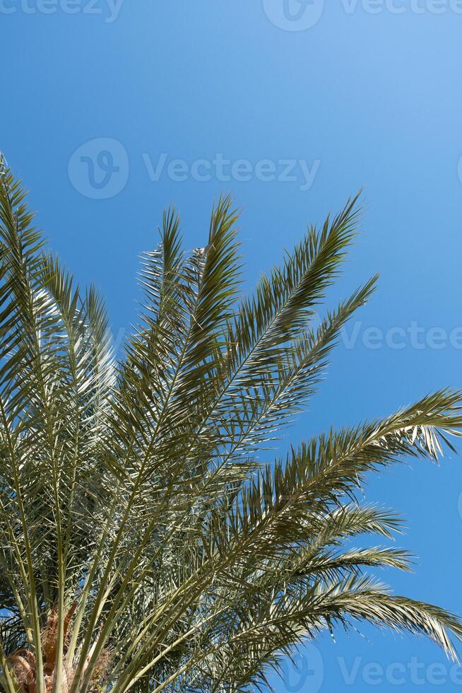 palm trees on the background on sky background photo