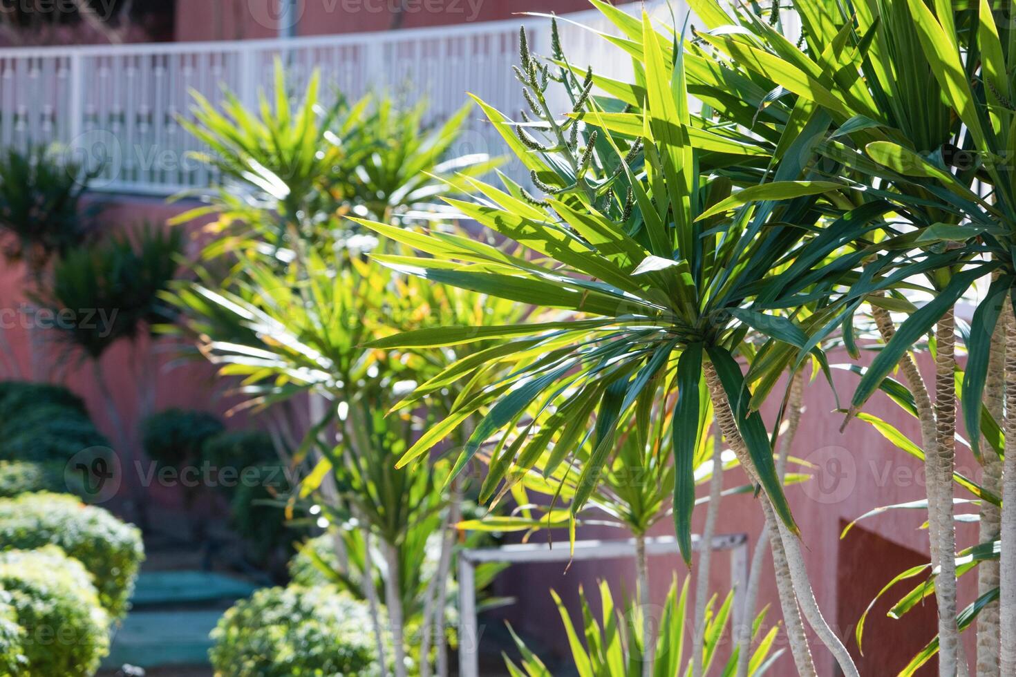 palm trees on the background on sky background photo
