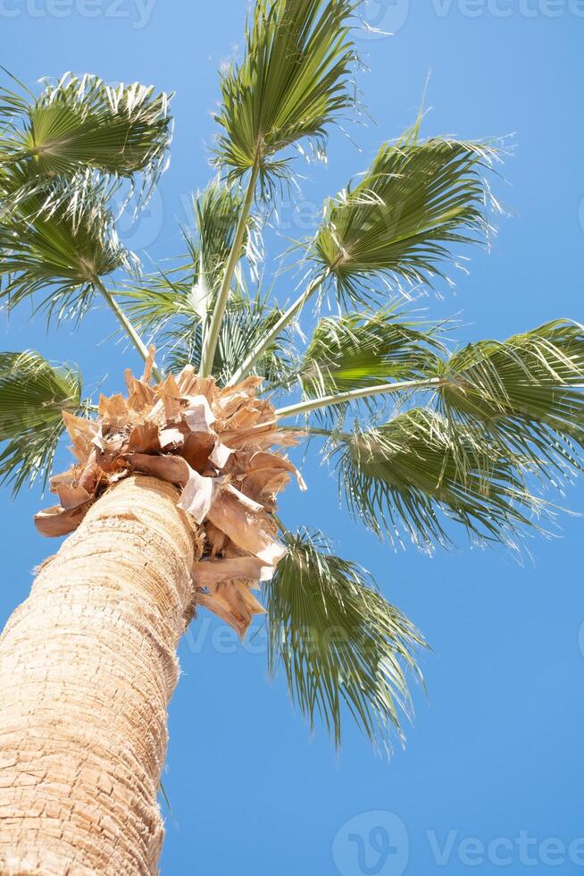 palm trees on the background on sky background photo