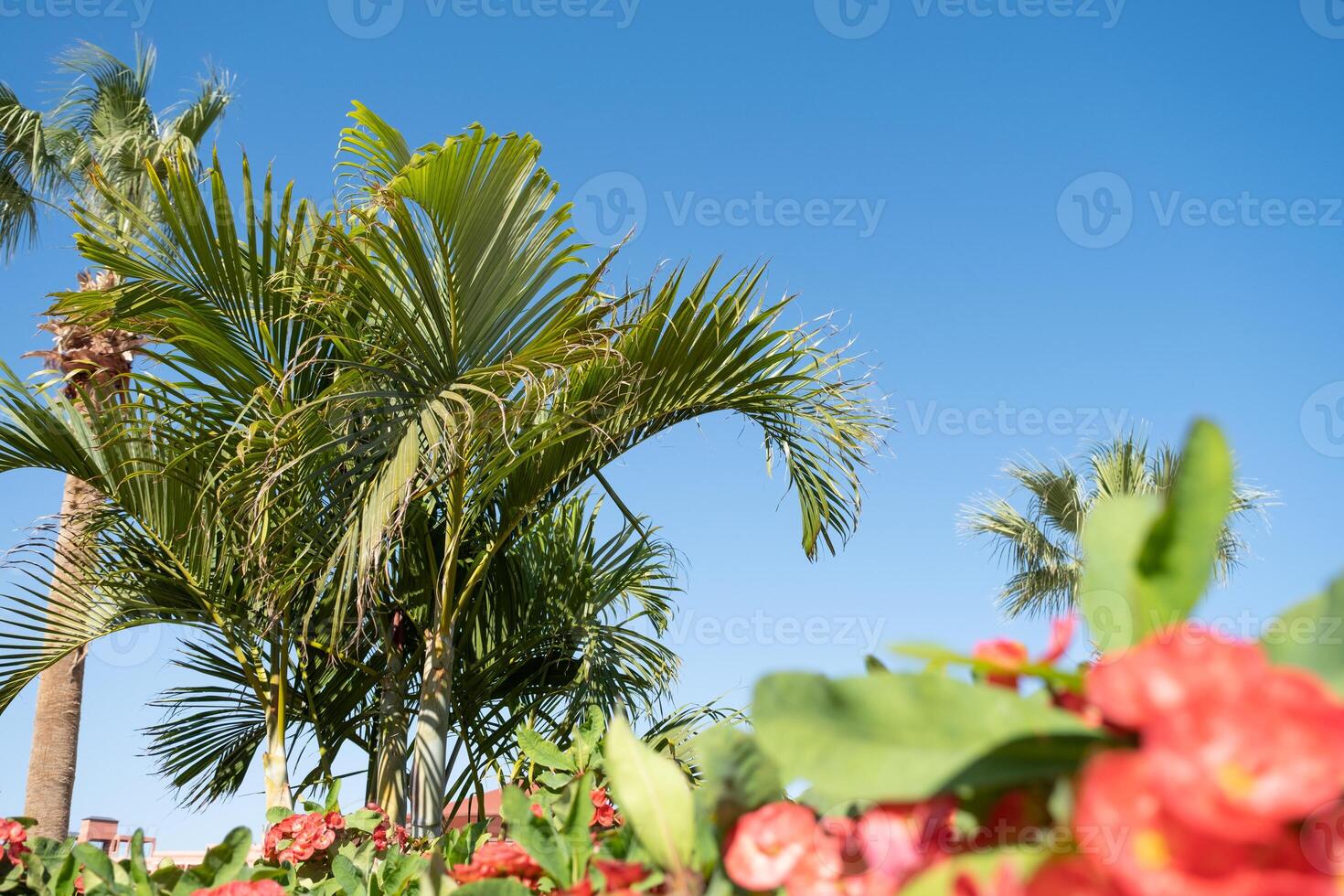 palm trees on the background on sky background photo