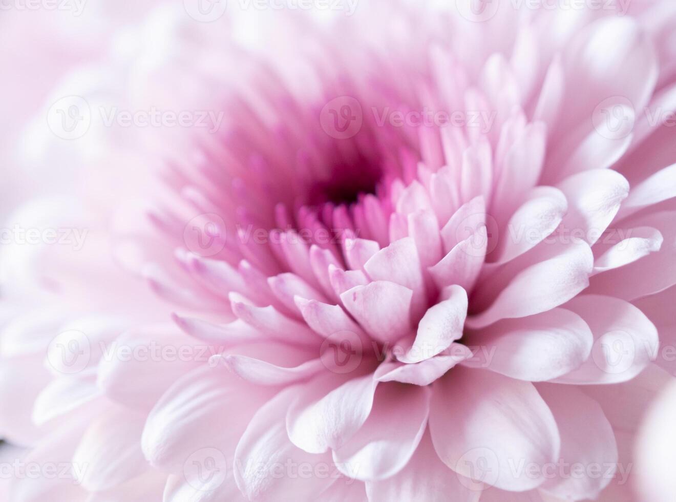 Beautiful purple chrysanthemum bouquet closeup photo
