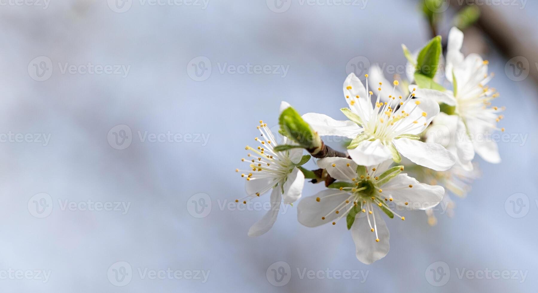 cherry flowers of white color on sky backdrop photo
