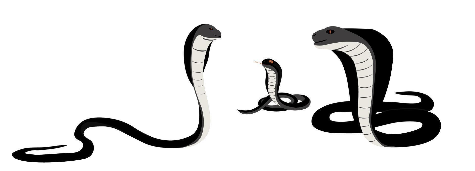 family of snakes. Daddy mommy and the baby. Black cobra. vector