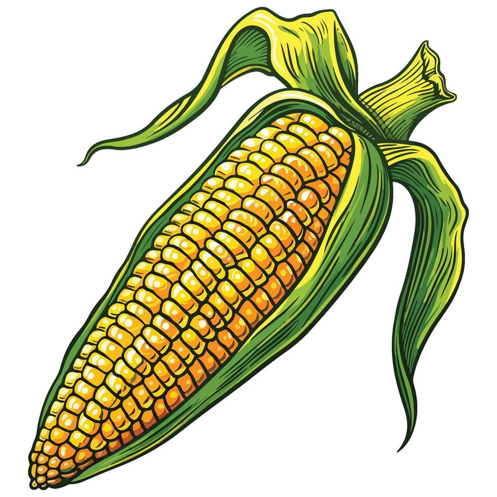 Corn on the cob illustration vector