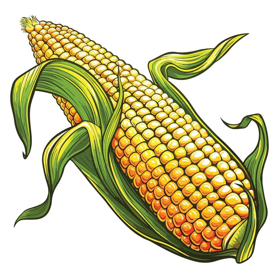 Corn on the cob illustration vector