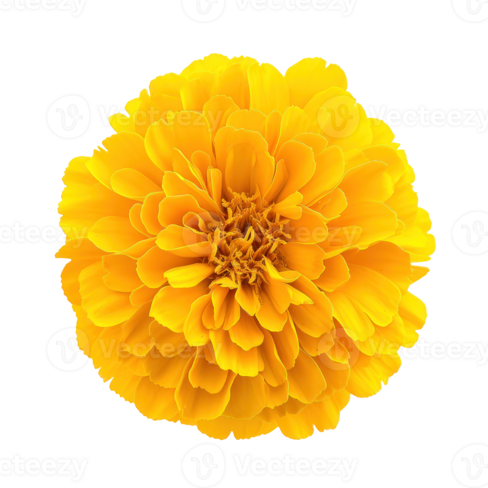yellow flower on transparent background png