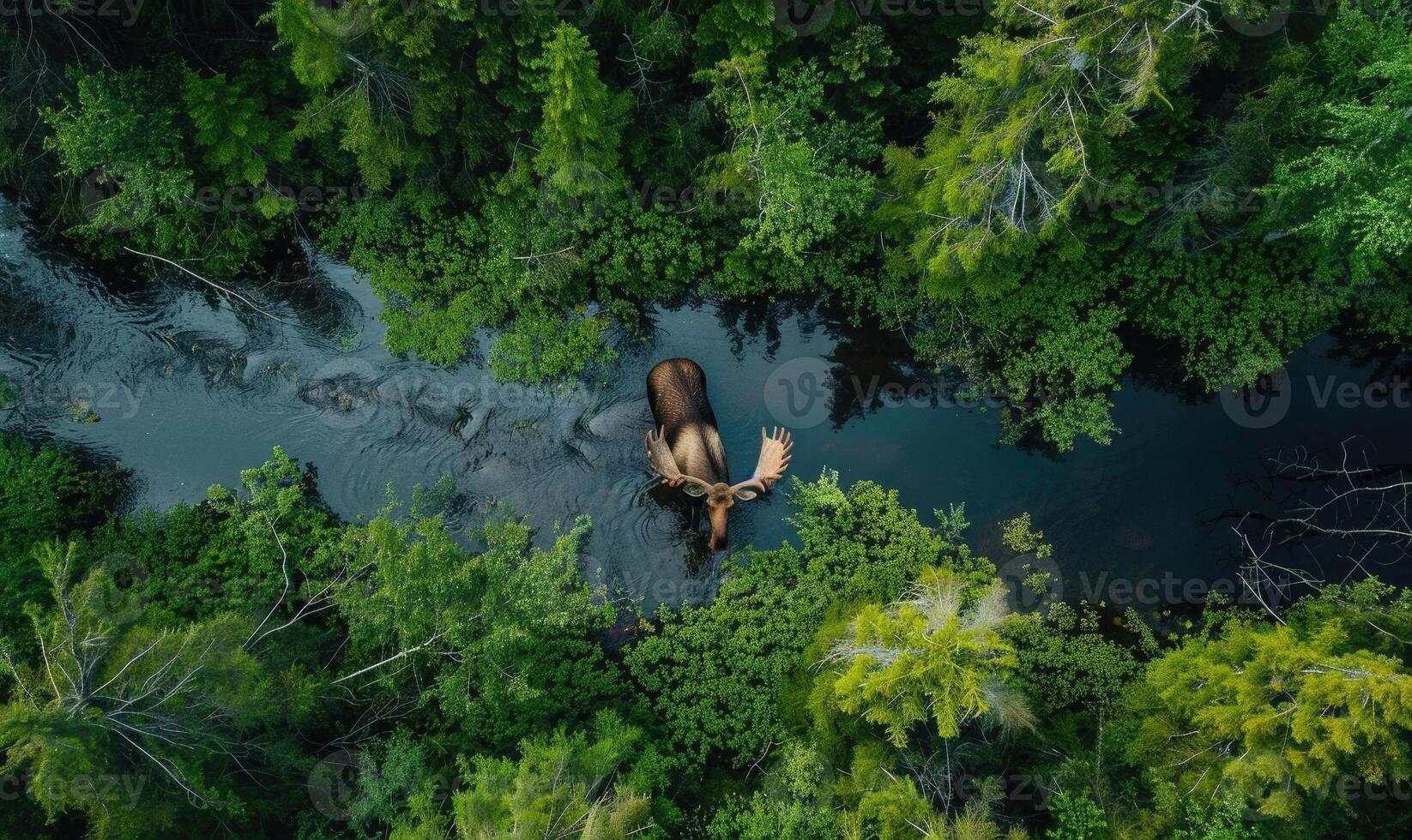 Top view of a moose drinking from a river, lush forest background photo