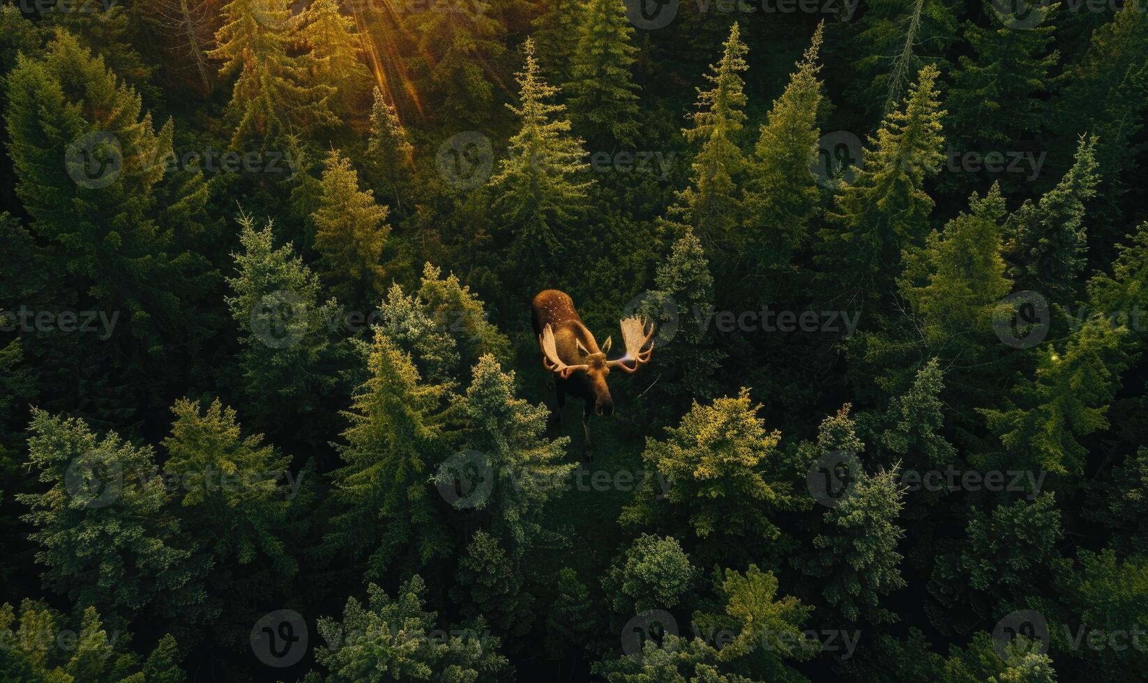 Top view of a moose walking through a dense forest photo