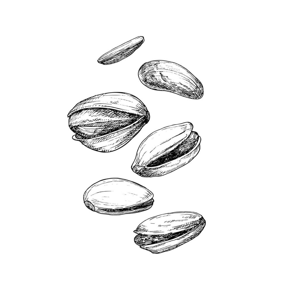 Pistachio nut graphic illustration set, floating in the air composition. Botanical drawing sketch stylized. Isolated. Hand drawn, suitable for food packaging design vector