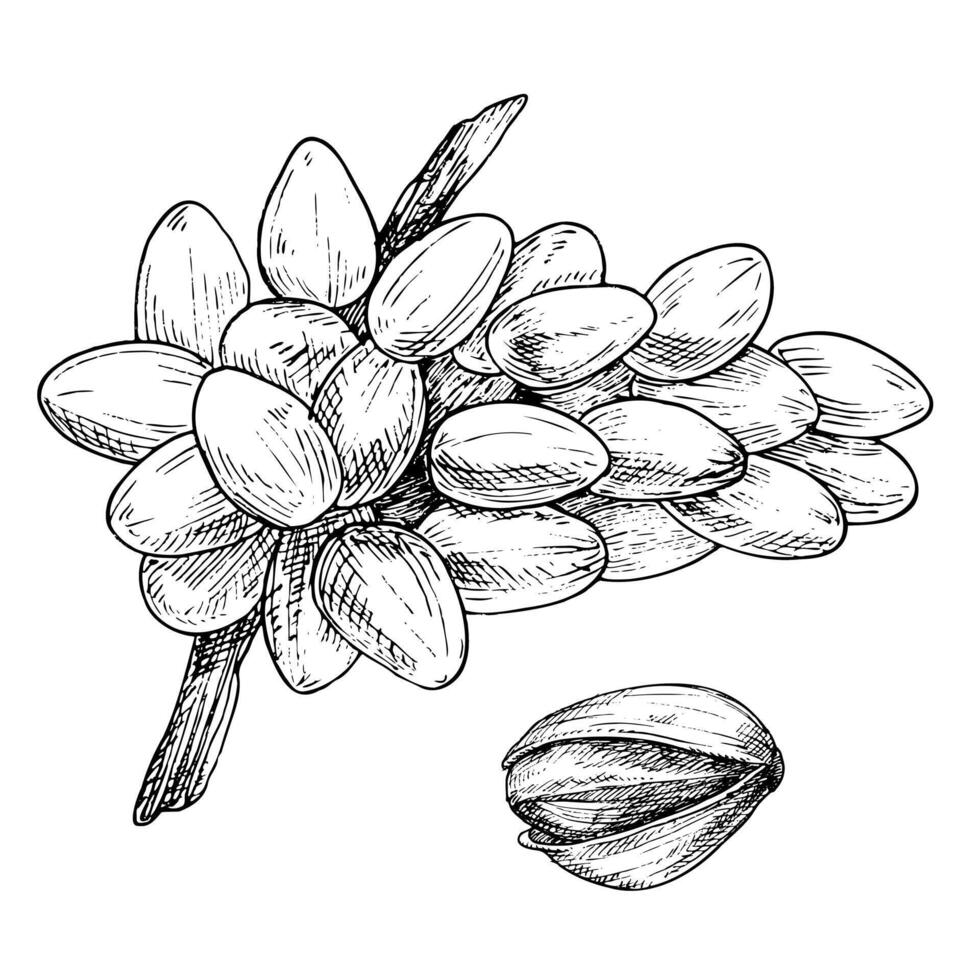 Pistachio tree fruit and pistachio nut graphic illustration. Botanical drawing sketch stylized. Isolated. Hand drawn, suitable for food packaging design vector