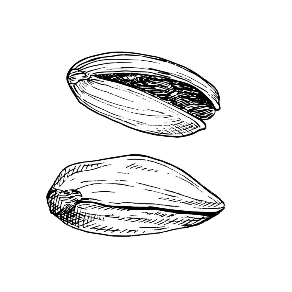 Pistachio nut graphic illustration set. Botanical drawing sketch stylized. Isolated. Hand drawn, suitable for food packaging design vector