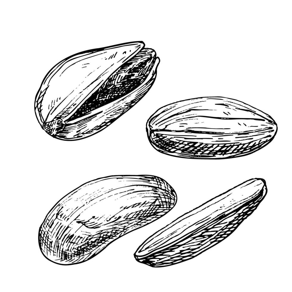 Pistachio nut graphic illustration set. Botanical drawing sketch stylized. Isolated. Hand drawn, suitable for food packaging design vector