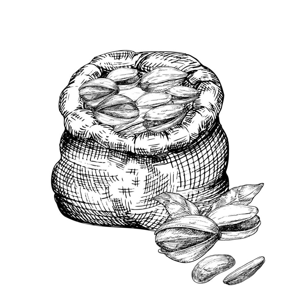 Pistachio nut in canvas bag graphic illustration set. Botanical drawing sketch stylized. Isolated. Hand drawn, suitable for food packaging design vector