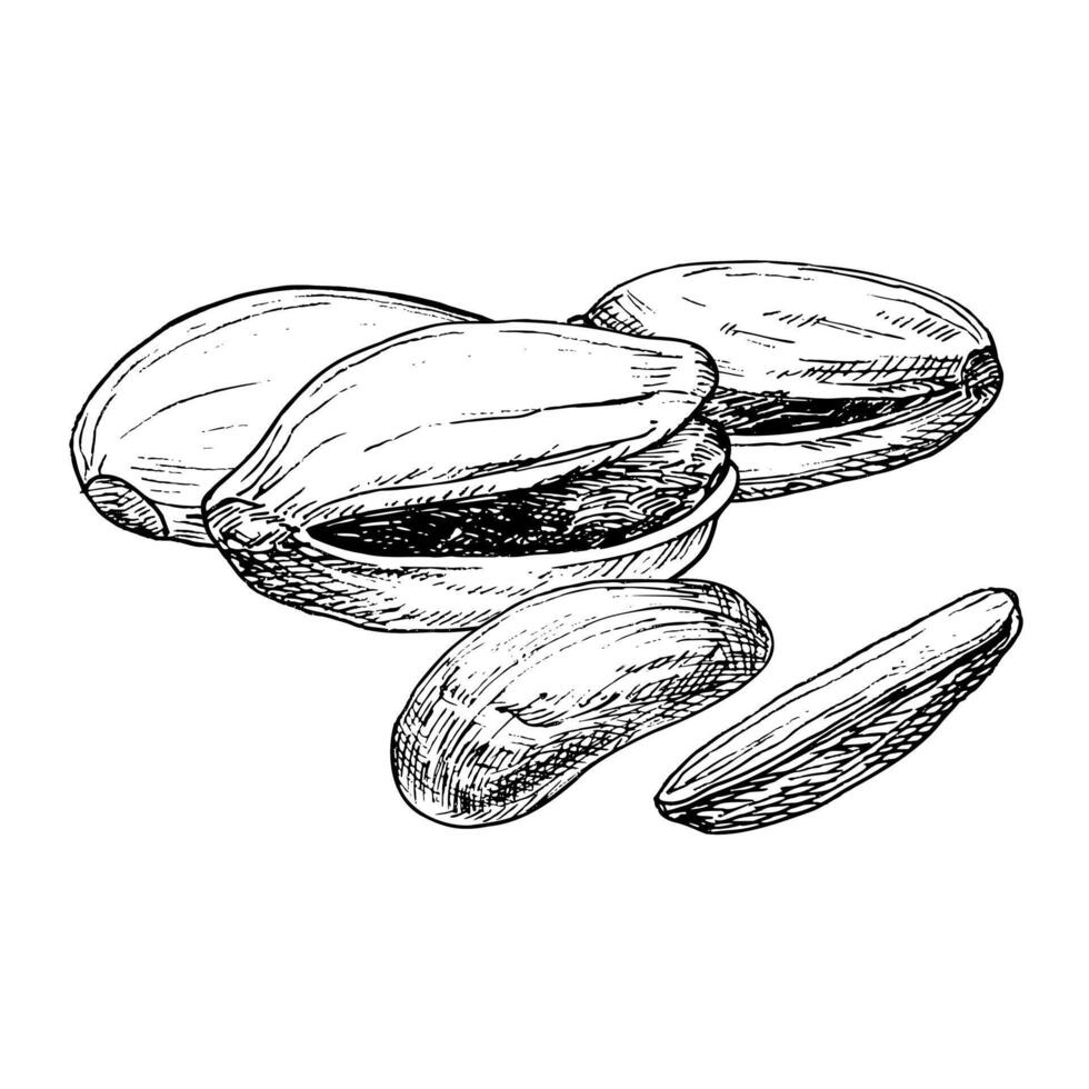 Pistachio nut graphic illustration set. Botanical drawing sketch stylized. Isolated. Hand drawn, suitable for food packaging design vector